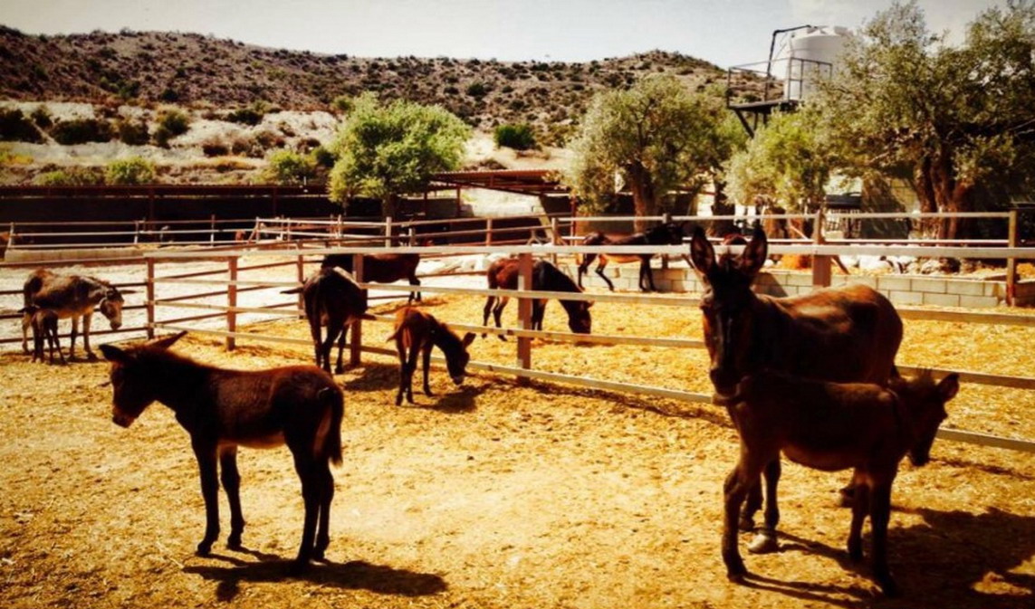  Farma Zlatnih Magaraca na Kipru 
